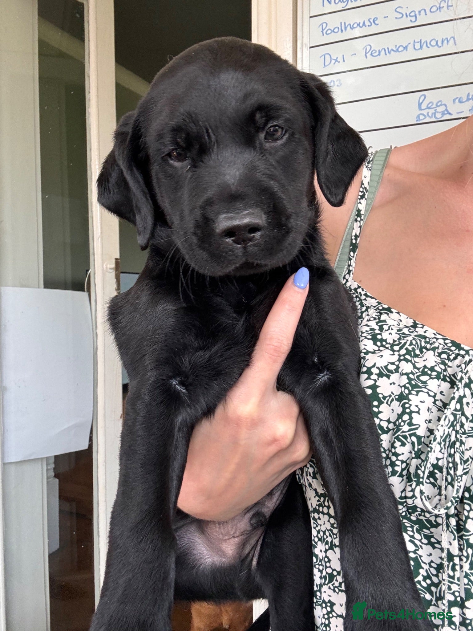 Labrador Retriever dogs KC registered Black Labrador READY NOW! Fully vacc - Advert 15