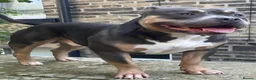 American Bully dogs for sale: Chance - Advert 2