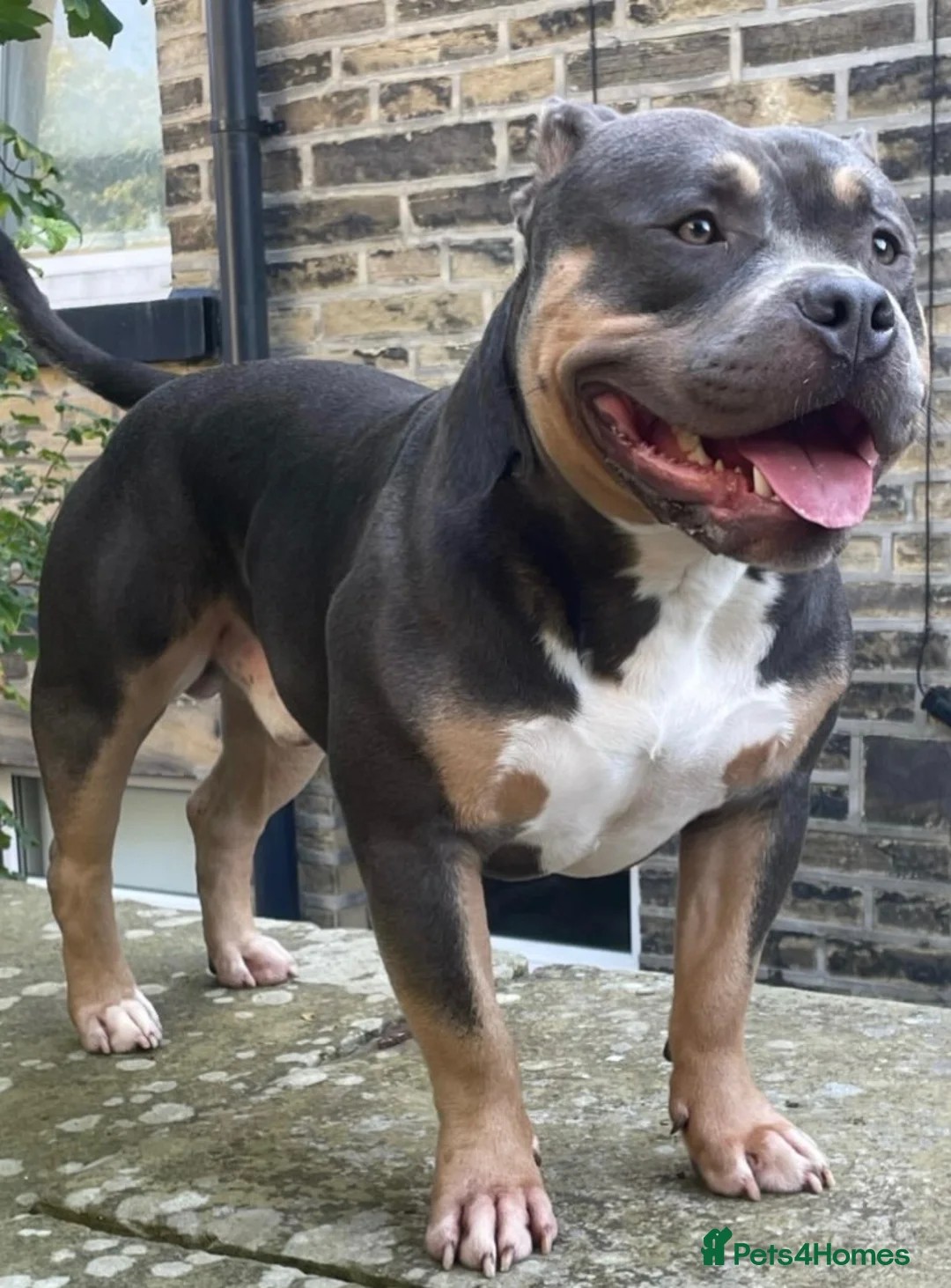 American Bully dogs for sale: Chance - Advert 2