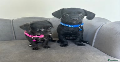 Chipoo dogs - Advert 4