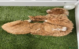 Cockapoo dogs for sale: 🐾STUNNING F1 COCKERPOOS HEALTH TESTED PARENTS 🐾 - Image 21
