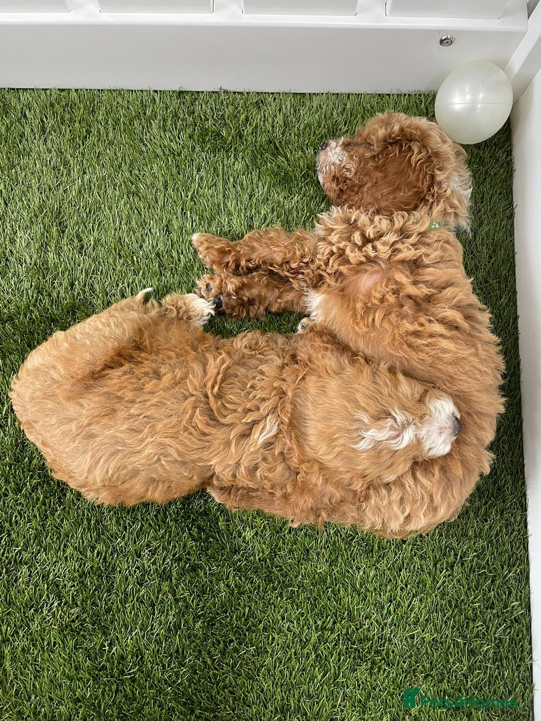 Cockapoo dogs for sale: 🐾STUNNING F1 COCKERPOOS HEALTH TESTED PARENTS 🐾 - Image 21