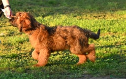 Briard dogs for sale: Top-Class Pedigree Briard Puppies - Image 2