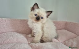 Ragdoll cats for sale: Ragdoll Kittens - Image 2