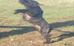 Patterdale Terrier dogs for sale: Patterdale Terrier available,wee Jake. - Image 7