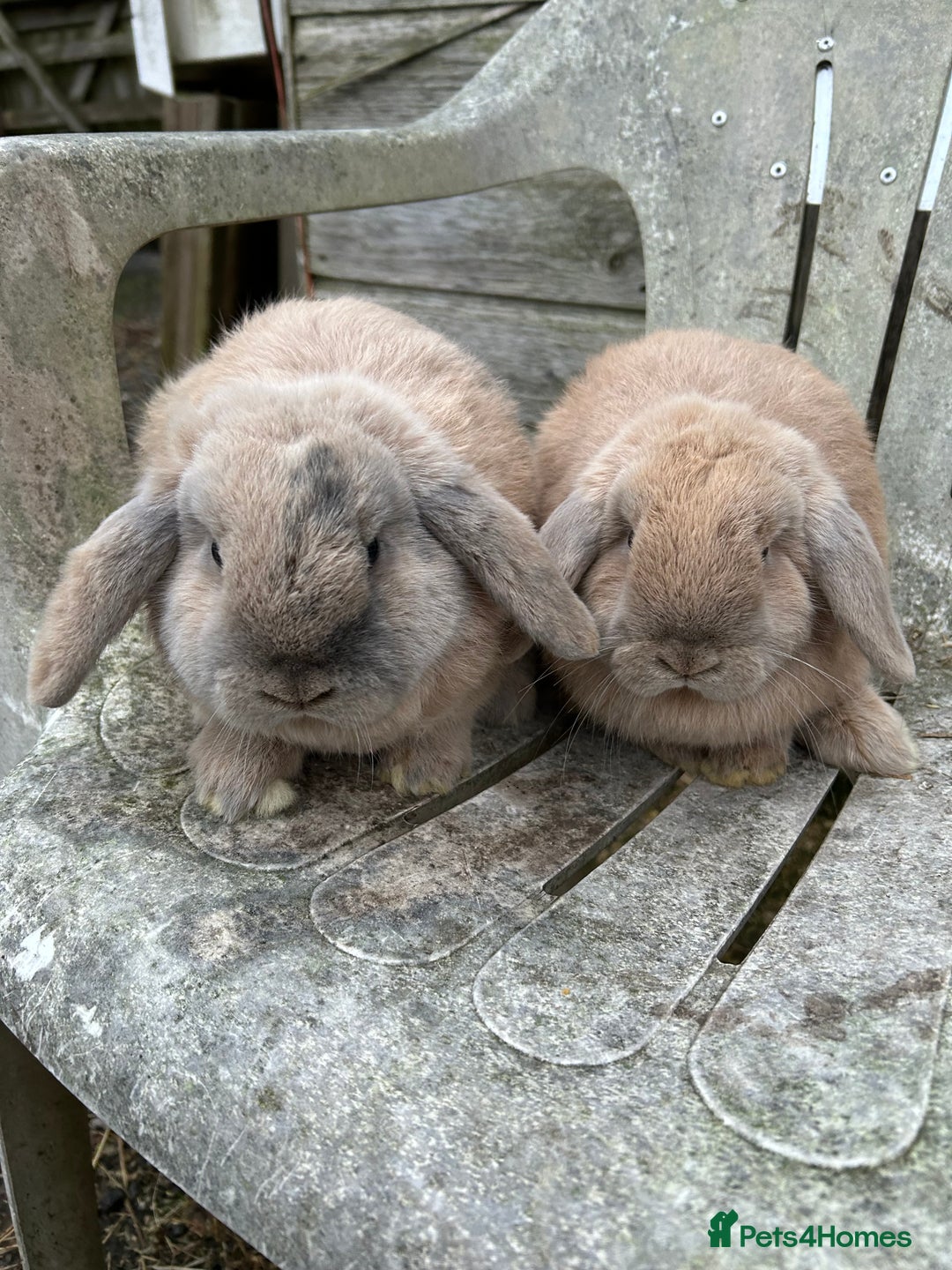 Mini Lop rabbits for sale: Harli mini lop bucks - Advert 4