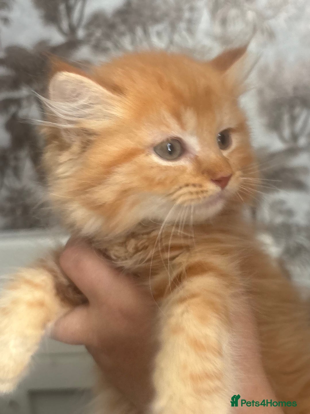 Ragdoll cats for sale: Gorgeous Kittens Available  - Image 2
