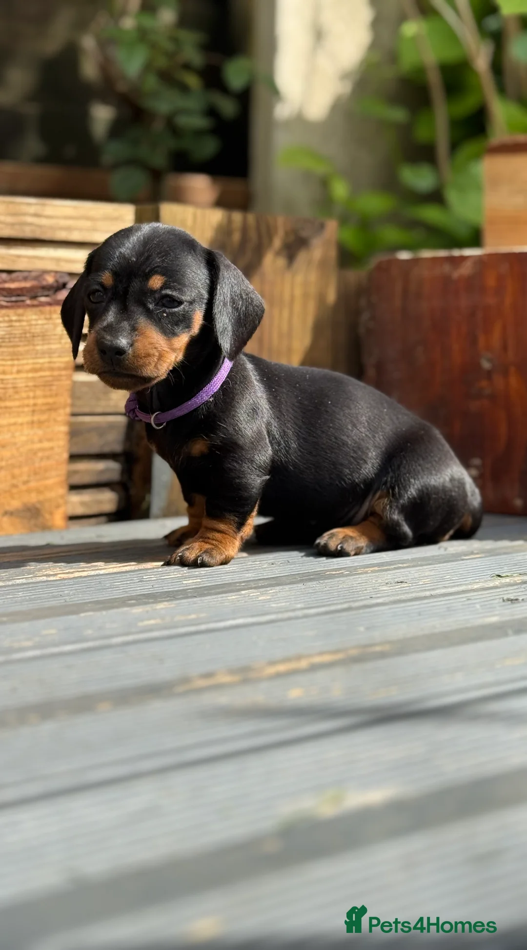 Miniature Dachshund dogs for sale: Beautiful chunky Miniature Dachshunds  - Advert 2