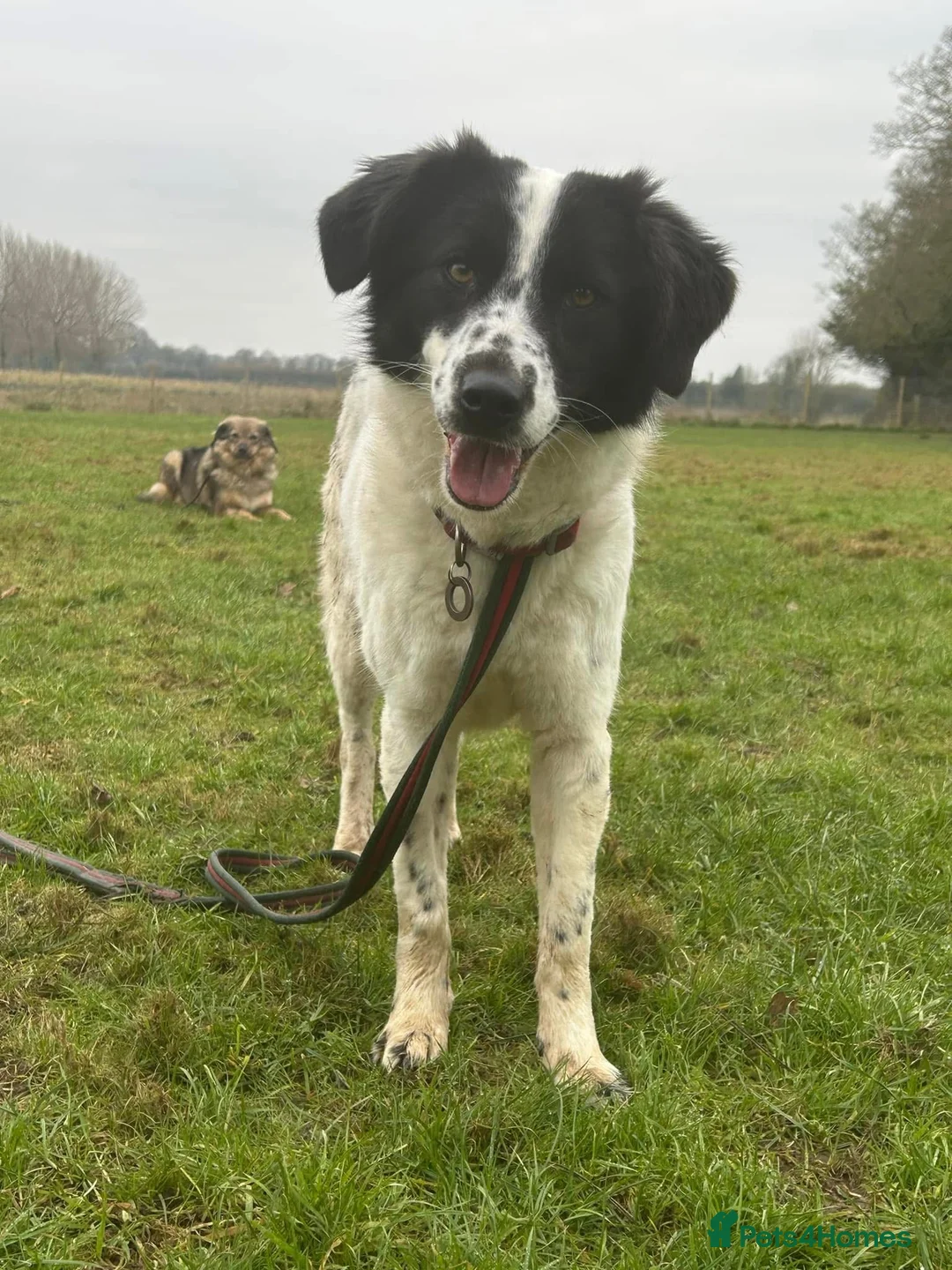 Mixed Breed dogs for adoption: Magpie - Norwich Norfolk  in Norwich - Advert 5