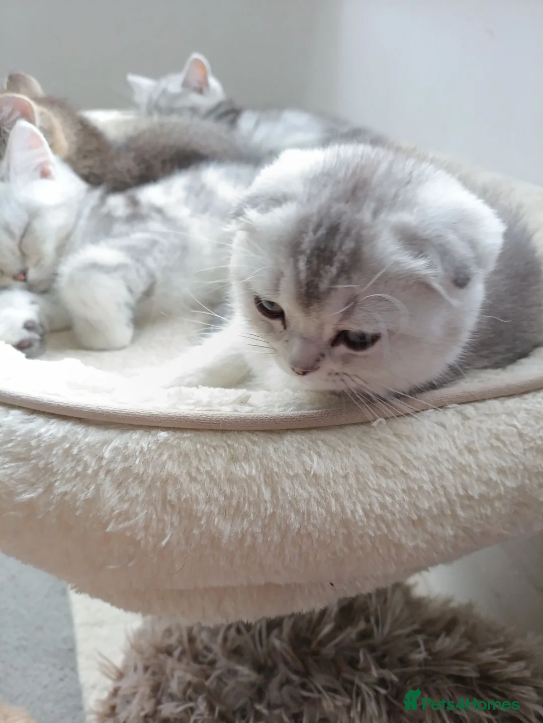 British Shorthair cats for sale: Beautiful kittens looking sweet home  - Advert 2