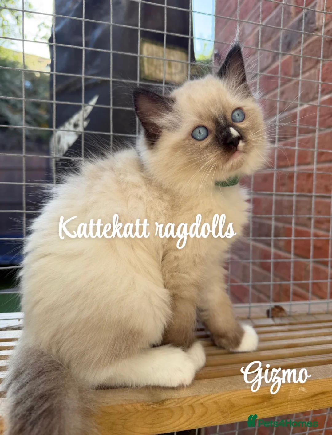 Ragdoll cats for sale: *One unique girl left* TICA reg. Extra fluffy* - Advert 15