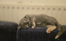 British Shorthair cats for sale: ❗️❗️2 LEFT❗️❗️CHUNKY ADORABLE FLUFF BALLS in Ilkeston - Image 4