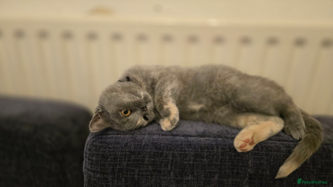 British Shorthair cats for sale: ❗️❗️2 LEFT❗️❗️CHUNKY ADORABLE FLUFF BALLS in Ilkeston - Image 4