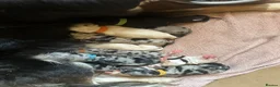 Mixed Breed dogs for sale: Collie x Lab Puppies - Advert 8
