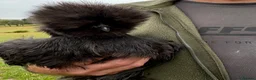 Chickens poultry for sale: 2 x pairs of bearded silkies  in Tavistock - Advert 4