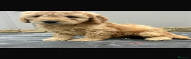 Cockapoo 5