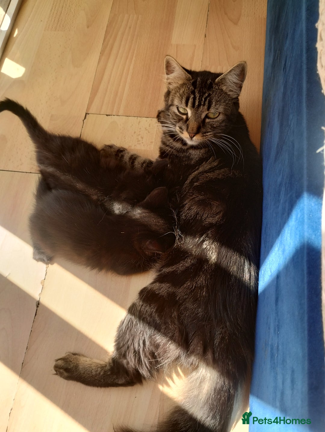 Mixed Breed cats for sale: Beautiful kittens  - Image 6