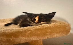 Domestic Shorthair cats for sale: 3 kittens for sale - Advert 3