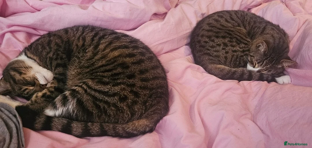 Domestic Shorthair cats for sale: Beautiful boys looking for a new home - Advert 1