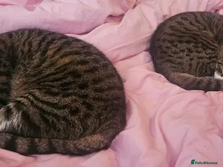 Domestic Shorthair cats Beautiful boys looking for a new home - Advert 6