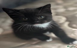 British Shorthair cats for sale: British shorthair tories - Image 6