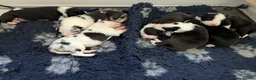 Border Collie dogs for sale: Border Collie Puppies - B&W/Merle -ISDS Registered - Advert 3