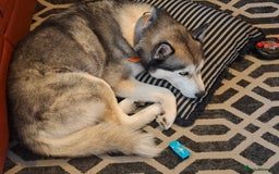 Siberian Husky dogs for sale: 4 year husky looking to be rehomed - Image 2