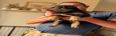 Rottweiler Puppy 2 reserved