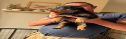 Rottweiler dogs for sale: READY NOW‼️PEDIGREE ROTTIES💕💛 3 BOYS x  - Advert 23