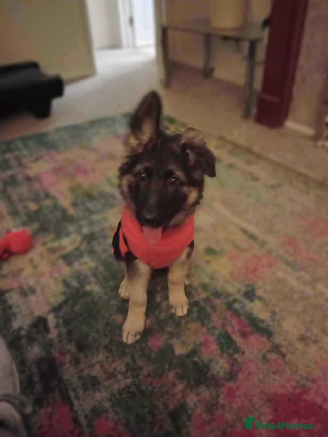 German Shepherd dogs for sale: German shepard puppy - Advert 4