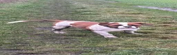 American Bulldog dogs for stud: American Bulldog Import For Stud - Advert 10