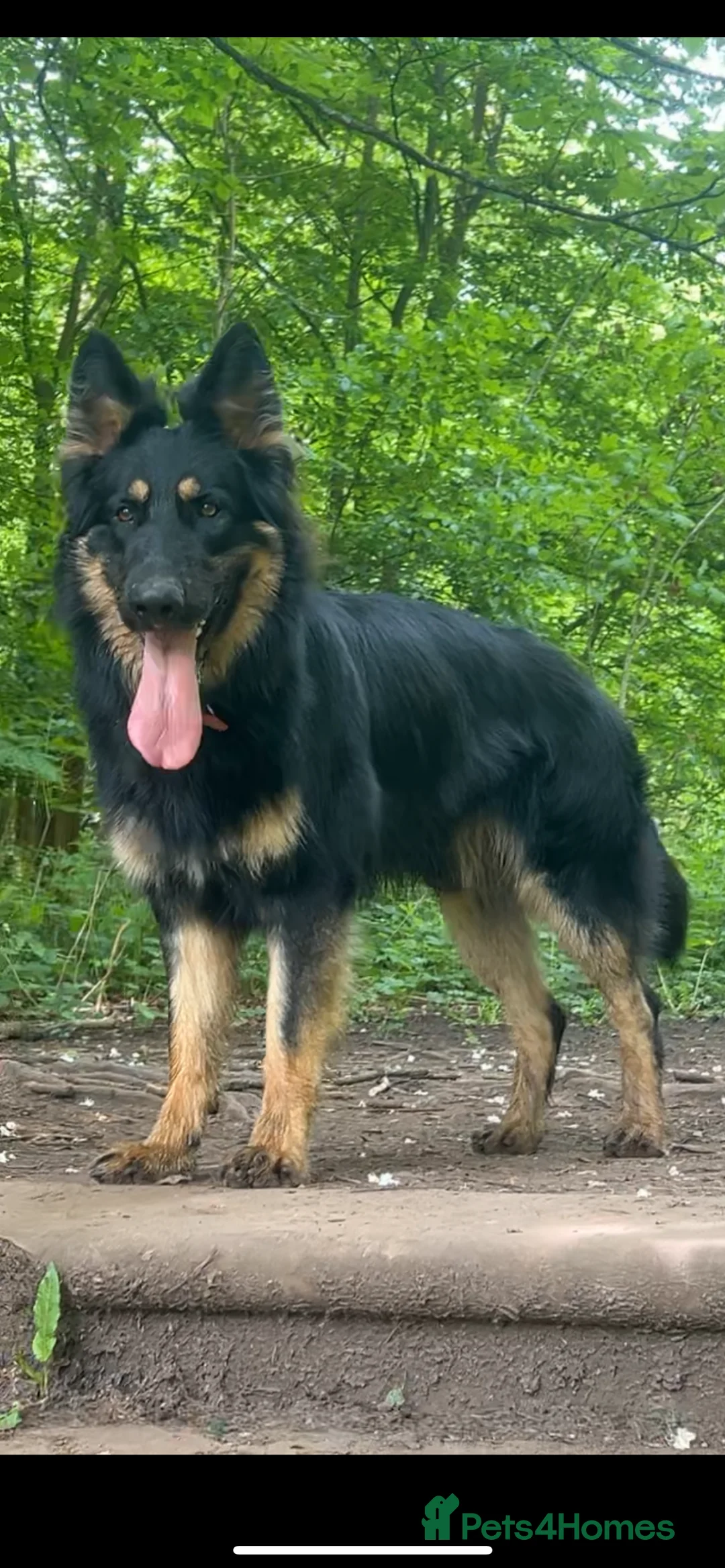 German Shepherd dogs for stud: STUD KC registered Black and Tan German shepherd  in Nottingham - Advert 2