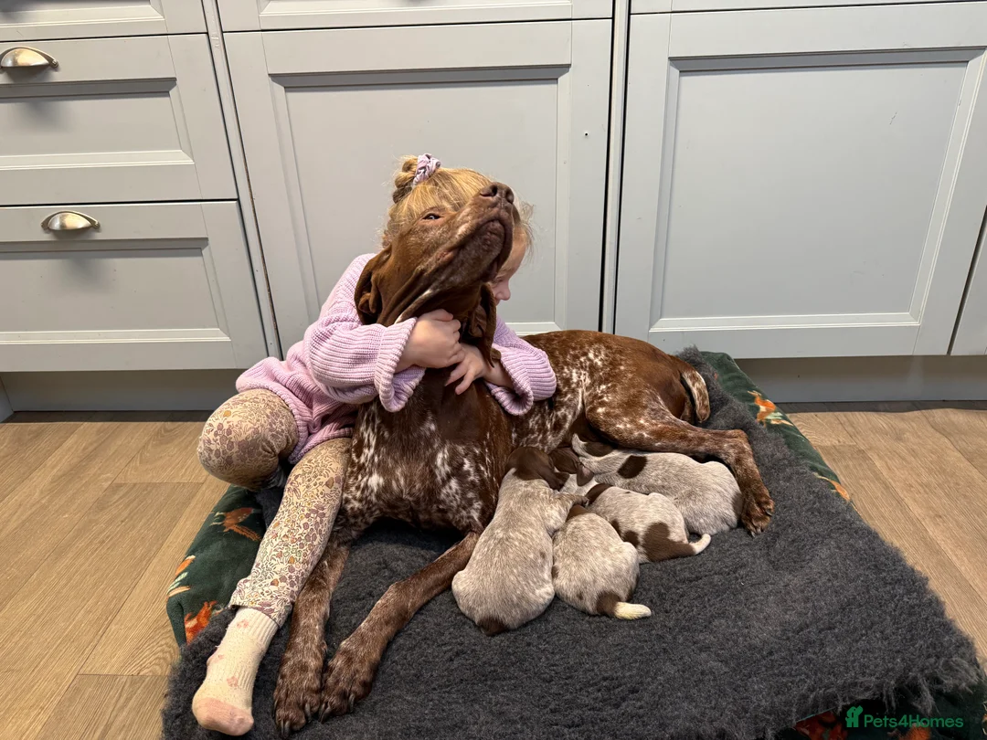 German Shorthaired Pointer dogs for sale: KC German Shorthaired Pointer Puppies - Advert 28