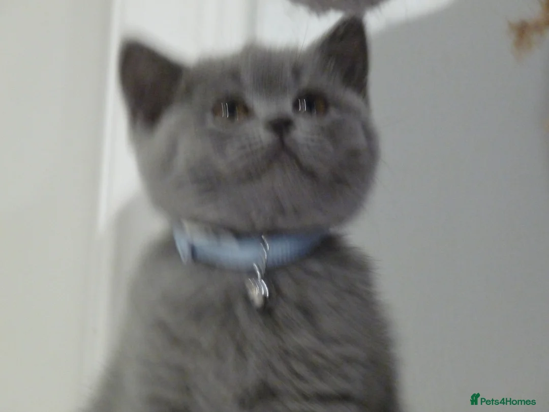 British Shorthair cats for sale: four beautiful british shorthair kittens for sale - Advert 15