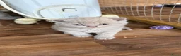 British Shorthair cats for sale: Price reduced!!Liliac BSH kittens - Advert 4
