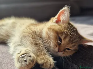 British Shorthair cats British shorthair silver tipped - Advert 11