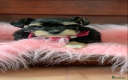 Miniature Schnauzer dogs for sale: 5* Licensed KC Toy Chocolate Schnauzers - Image 15