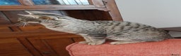 Savannah cats for sale: F5 Full Pedigree Tica Registered Girl Kitten - Advert 22