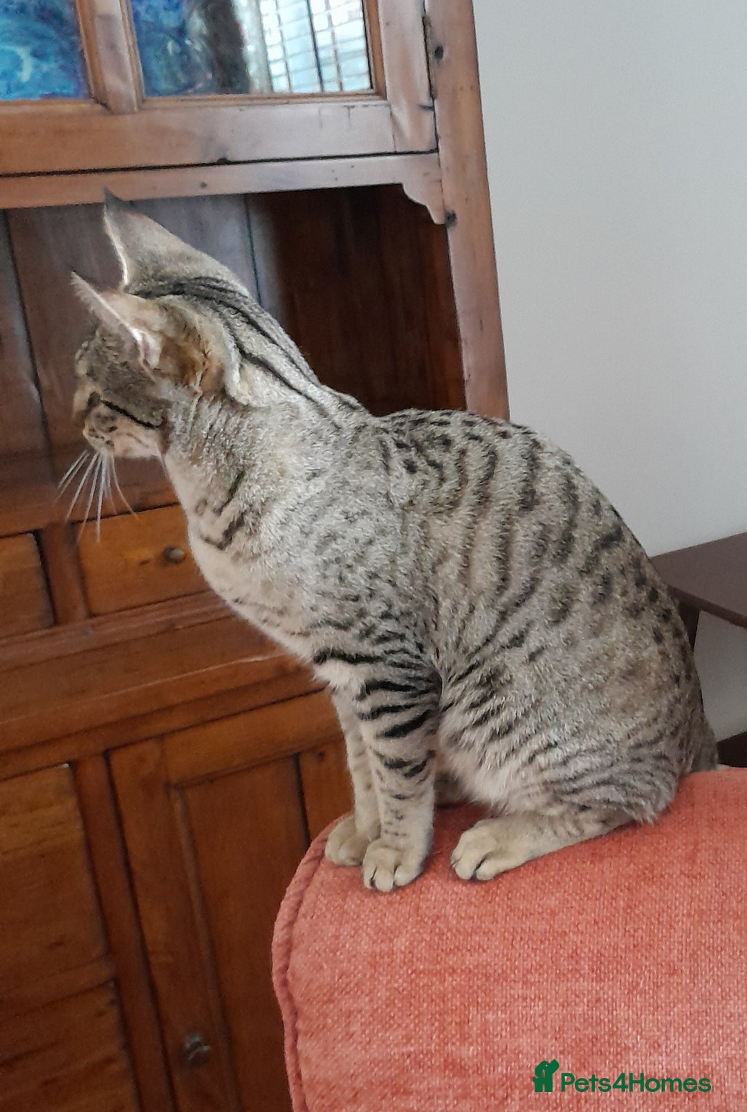 Savannah cats for sale: F5 Full Pedigree Tica Registered Girl Kitten - Advert 22