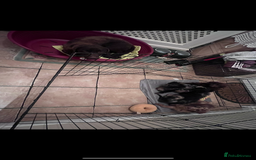 Labradoodle dogs for sale: Miniasture f1 merel labradoodle - Image 6