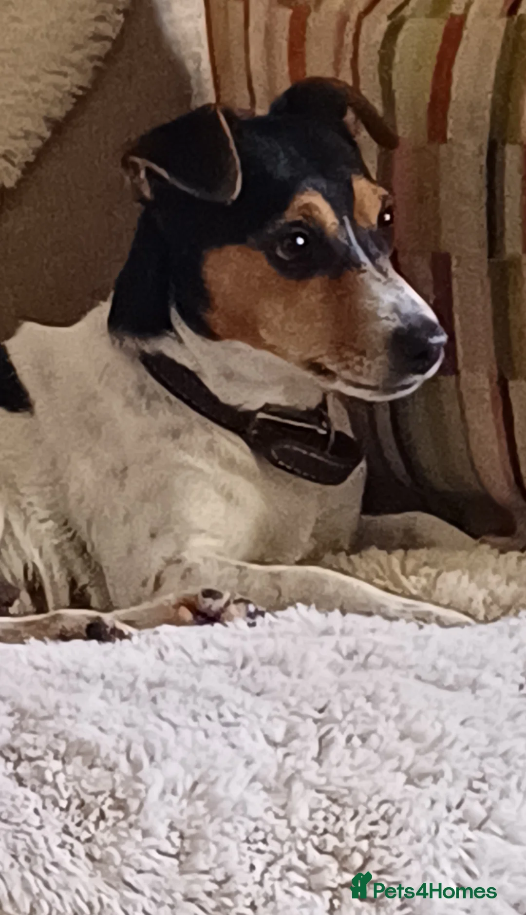 Jack Russell dogs for sale: Three Beautiful  Boys....  in Hereford - Advert 9