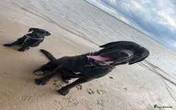 Cane Corso dogs for stud: ZEUS CANECORSO STUD - Image 6