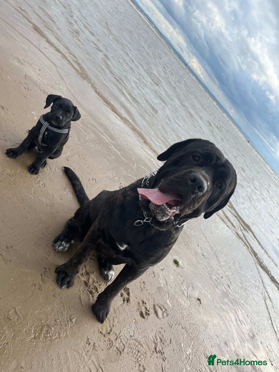 Cane Corso dogs for stud: ZEUS CANECORSO STUD - Image 6