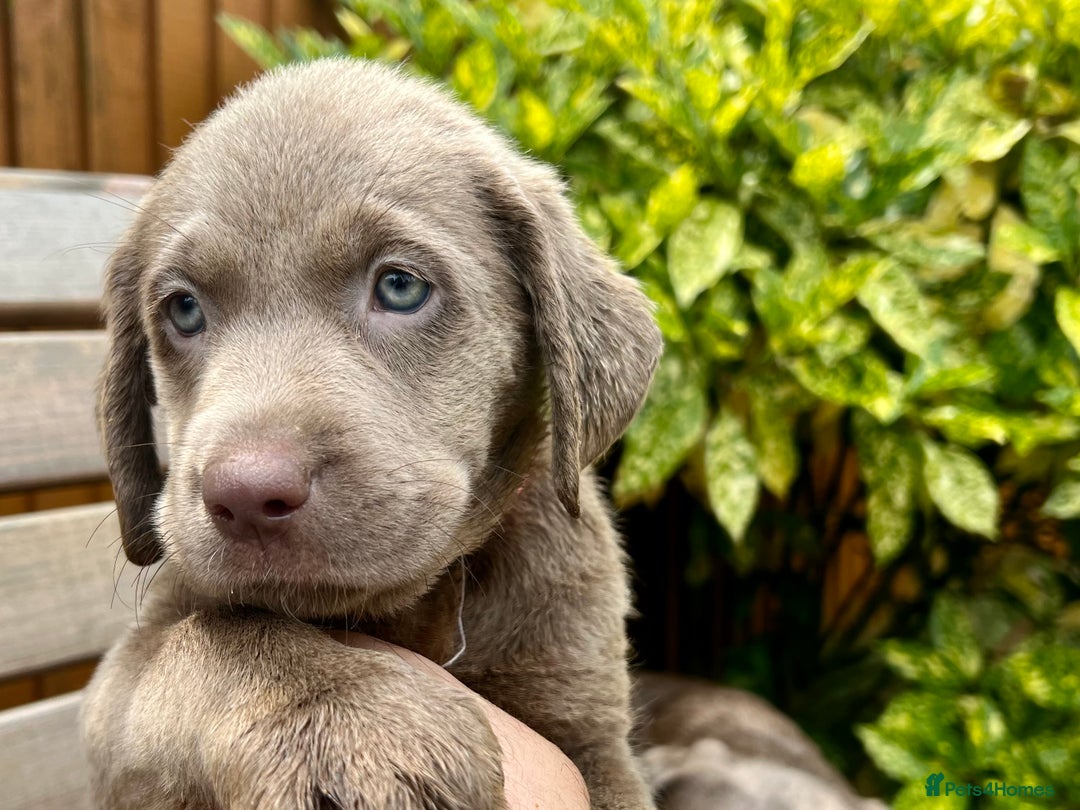 Labrador Retriever dogs for sale: Outstanding KC Registered Silver Labrador Puppies - Image 23