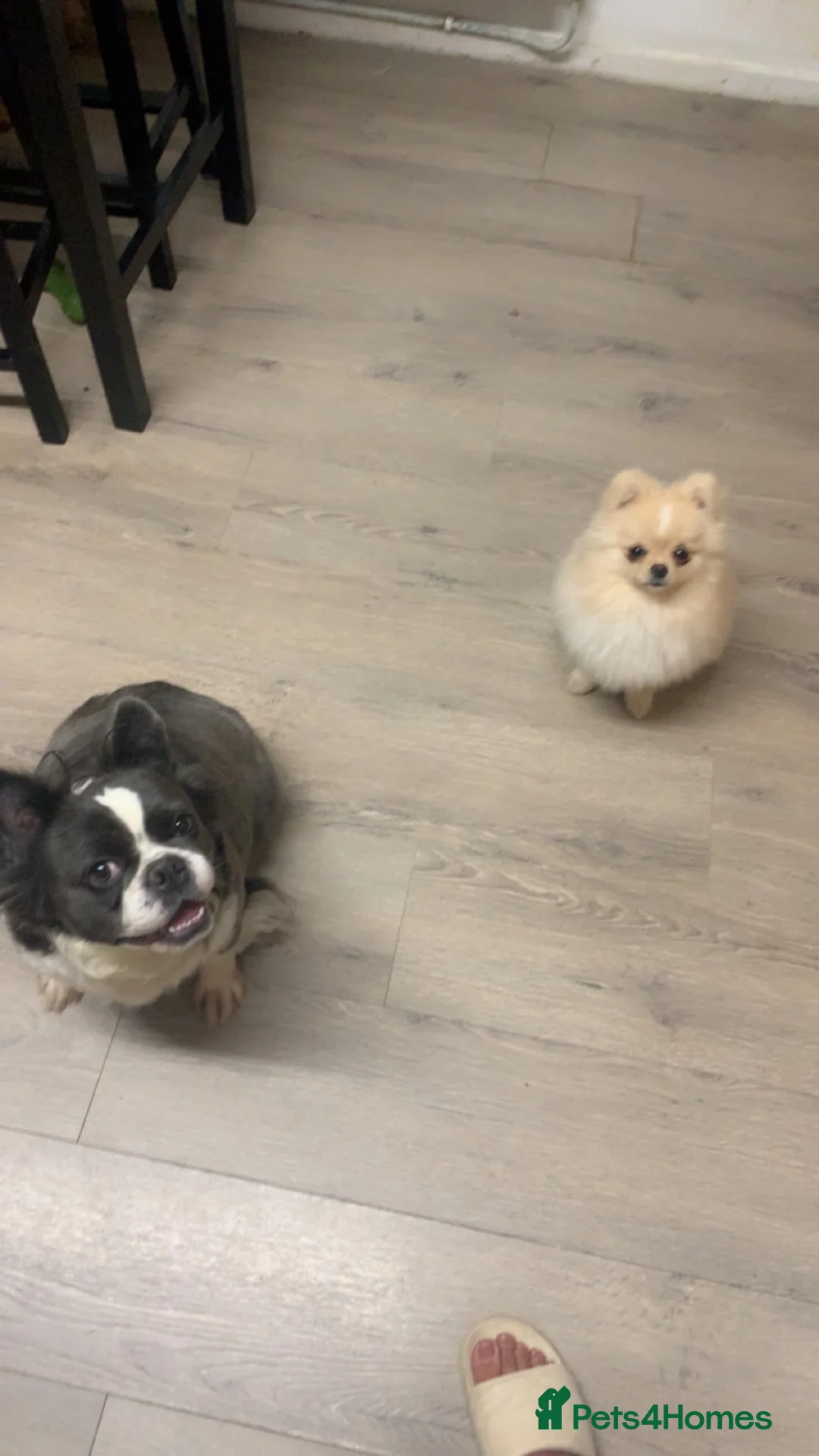 Pomeranian dogs for sale:  **  Pomeranian  in Northampton - Advert 4