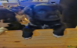 Mixed Breed dogs for sale: Mixed breed pups  - Image 7