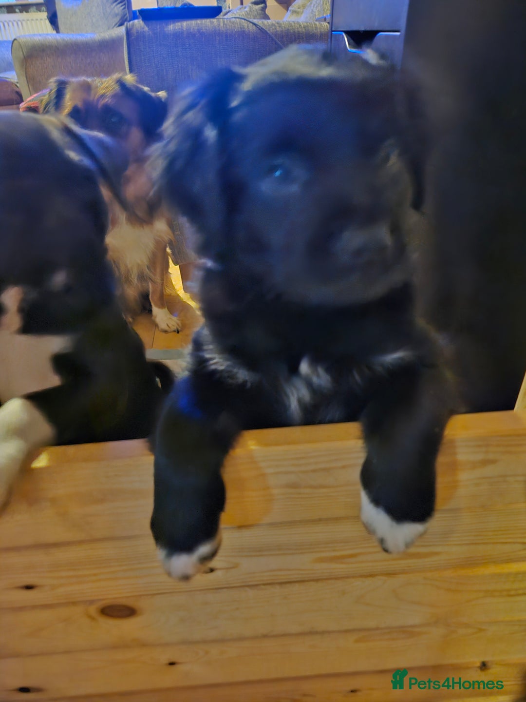 Mixed Breed dogs for sale: Mixed breed pups  - Image 7