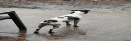 Jack Russell dogs for stud: 2x jack russell for stud in Doncaster - Advert 2