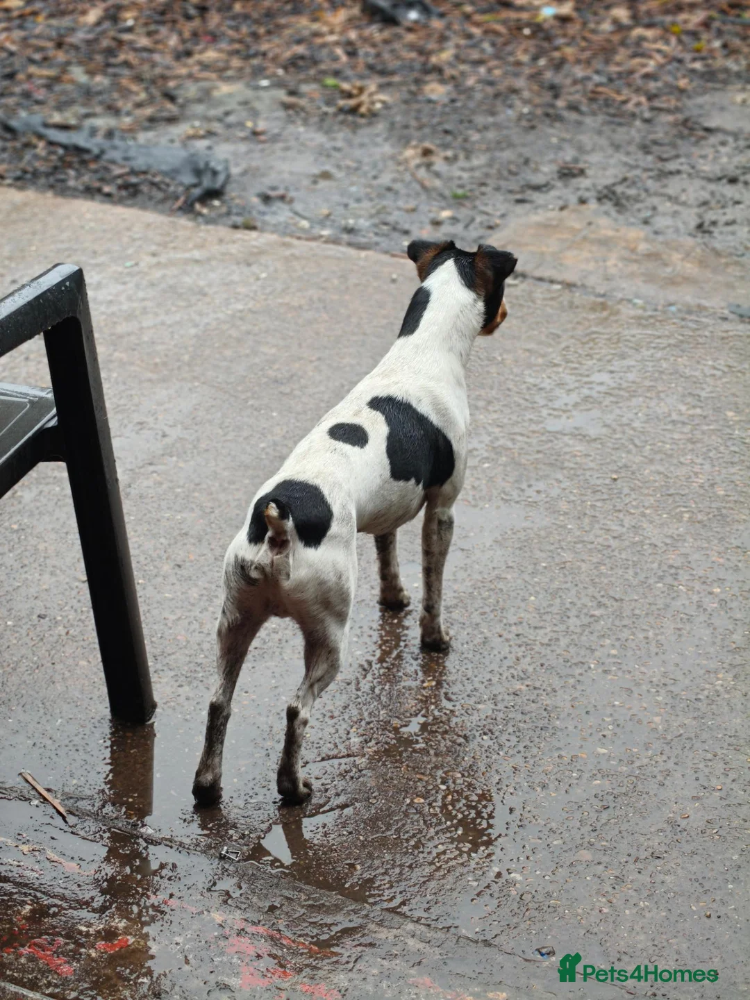 Jack Russell dogs for stud: 2x jack russell for stud in Doncaster - Advert 2