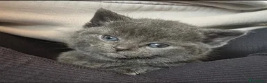 Russian Blue 3